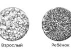 Развитие мозга